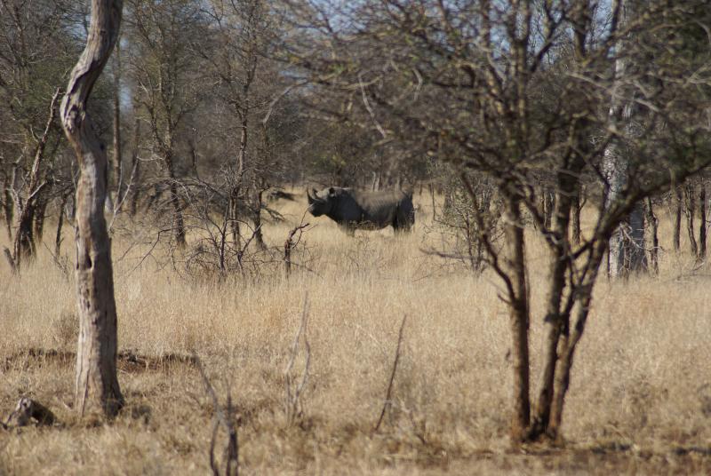 randomBlack Rhinoceros
