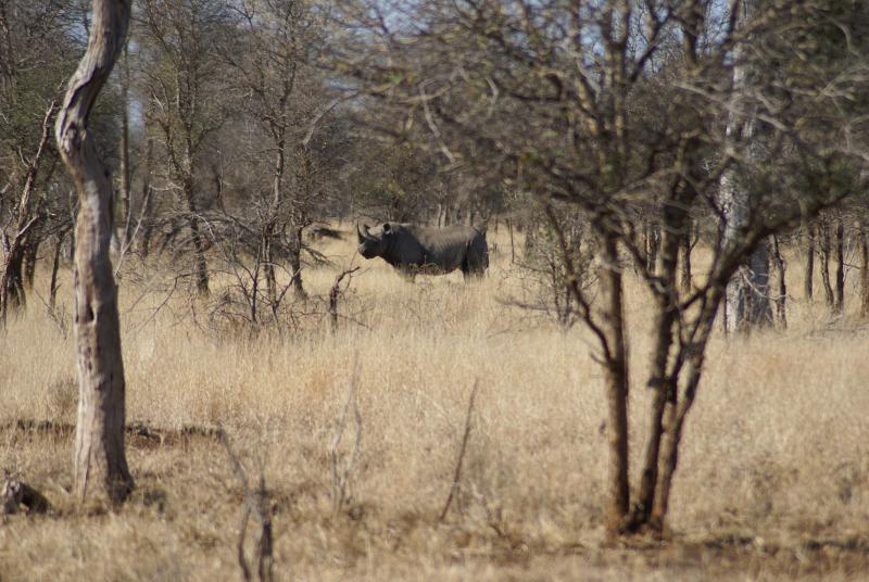 randomBlack Rhinoceros