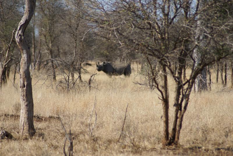 randomBlack Rhinoceros