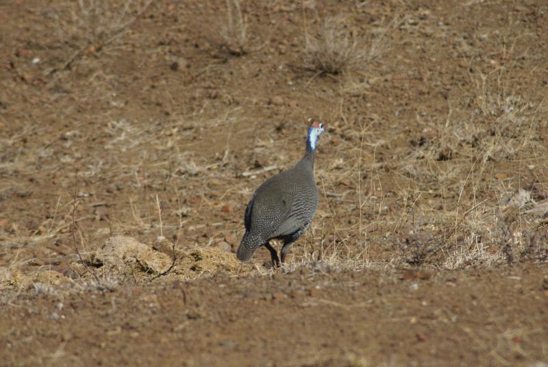 randomHelmeted Guineafowl