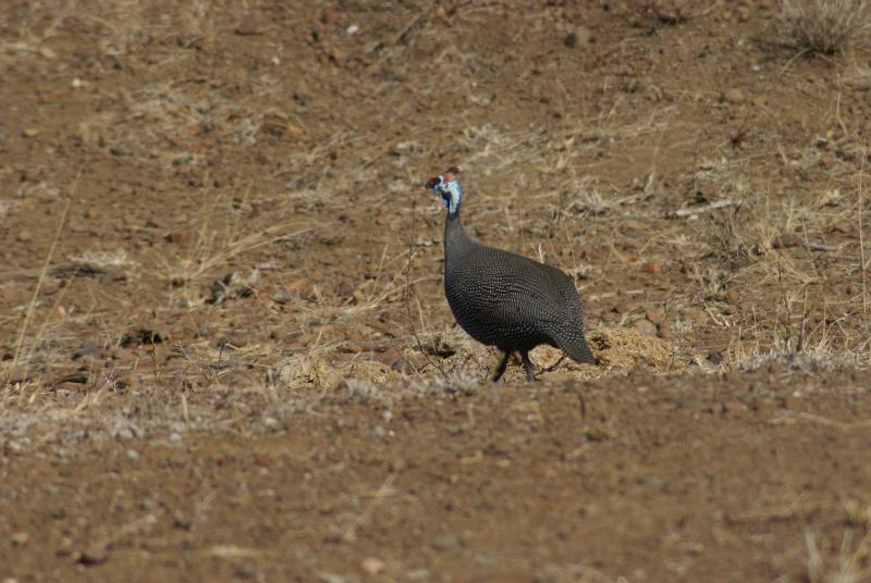 randomHelmeted Guineafowl