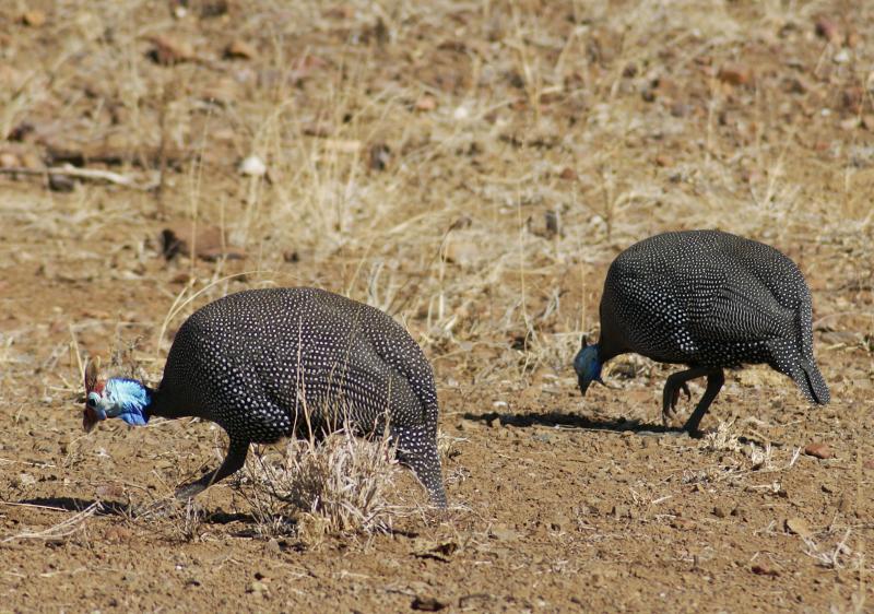 randomHelmeted Guineafowl