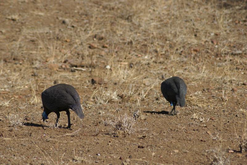 randomHelmeted Guineafowl