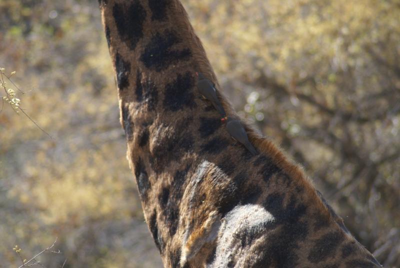 randomRedbilled Oxpecker