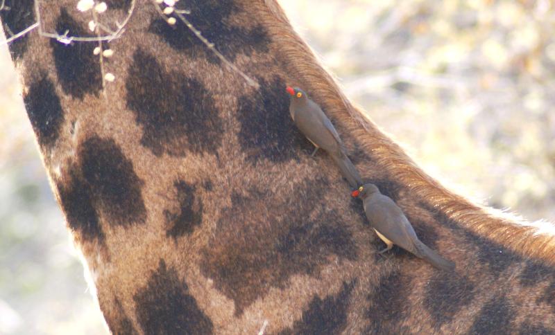 randomRedbilled Oxpecker