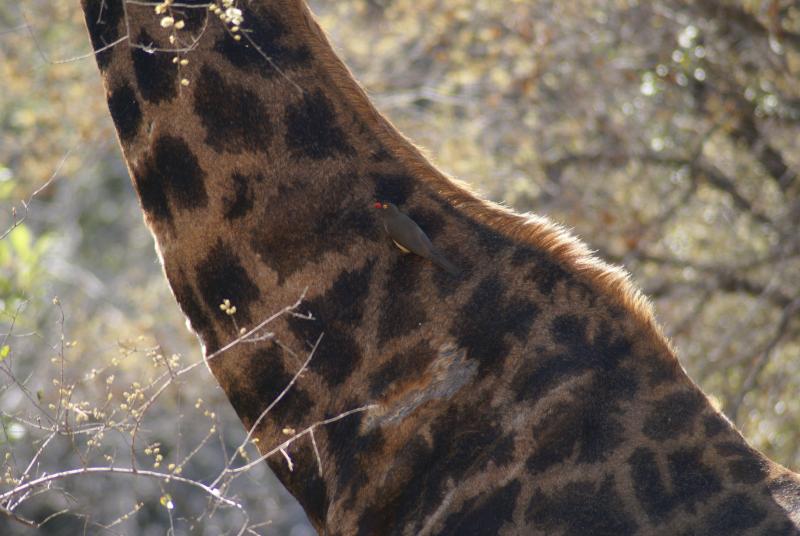 randomRedbilled Oxpecker