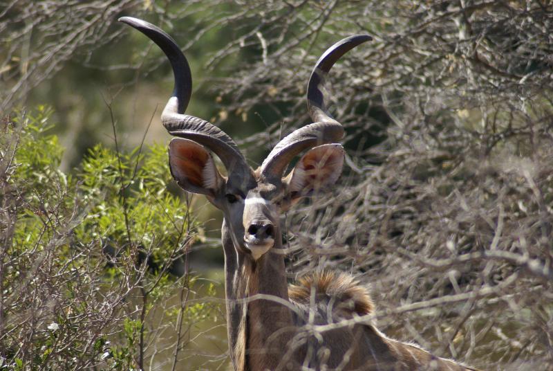 randomKudu