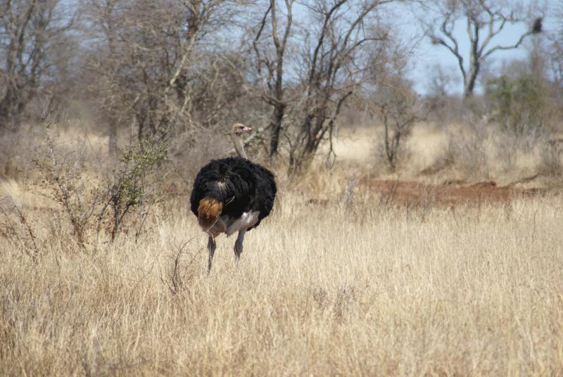 randomOstrich