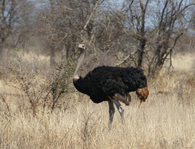 randomOstrich