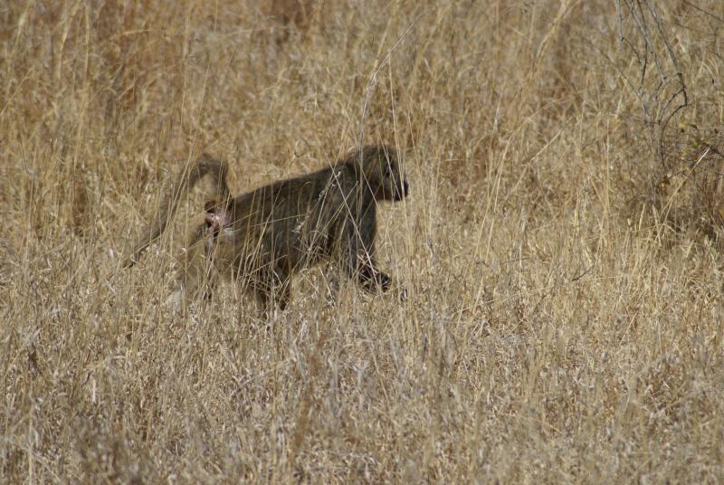 randomChacma Baboon
