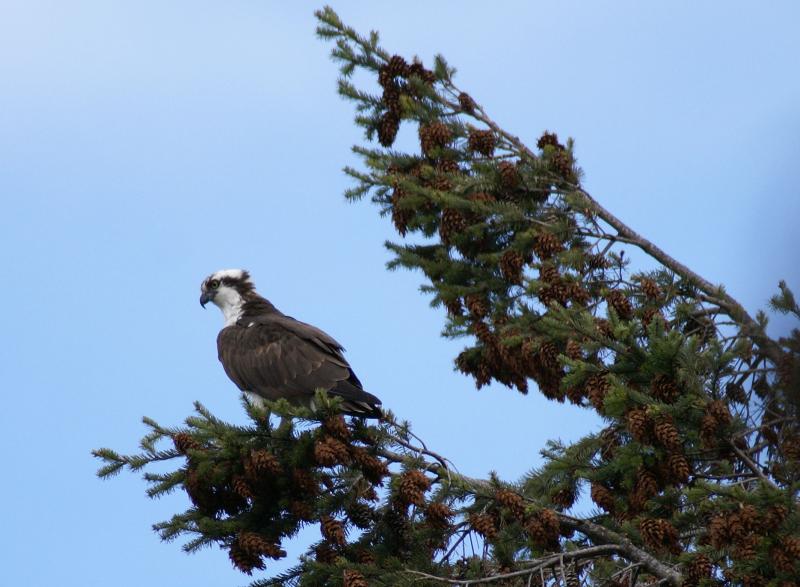 randomOsprey