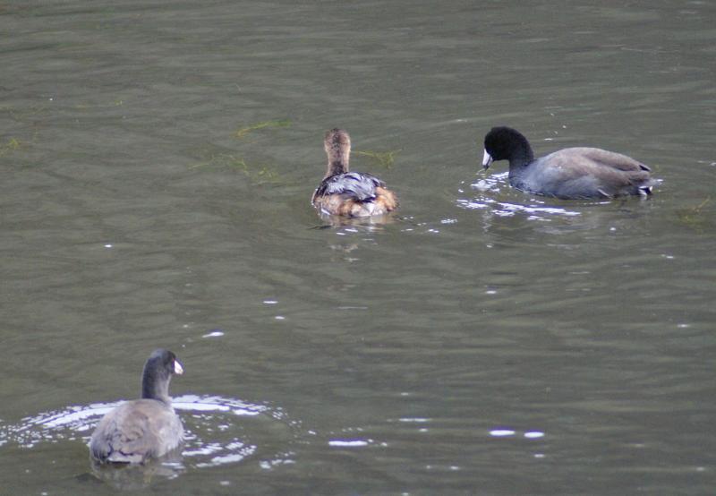 randomLake Lagunitas