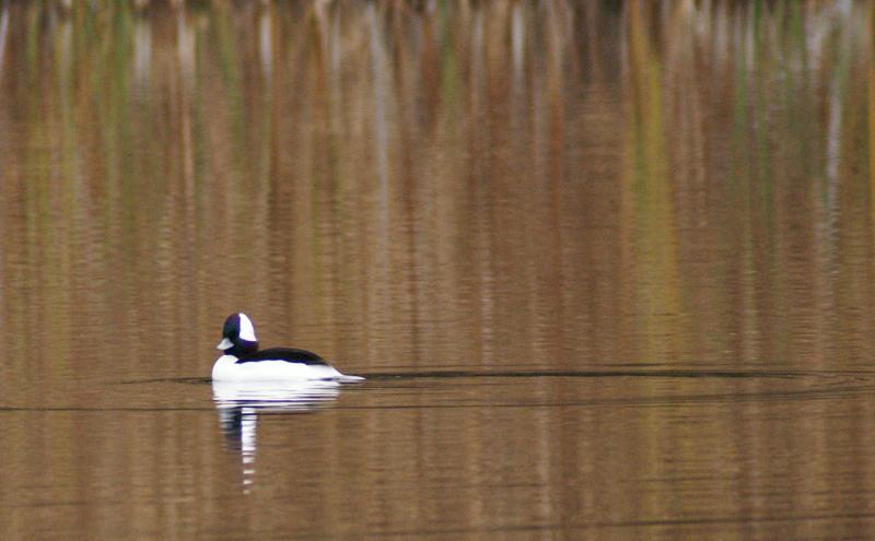 randomLake Lagunitas
