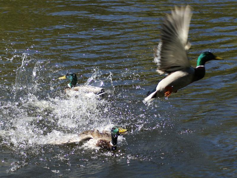 randomMallard