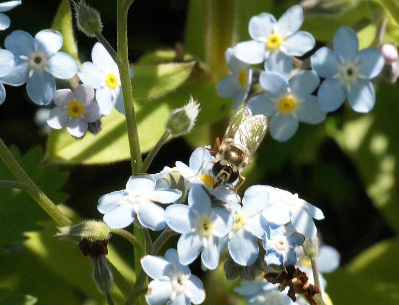 randomBee