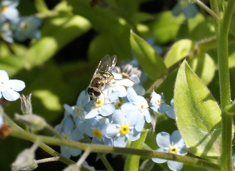 randomBee