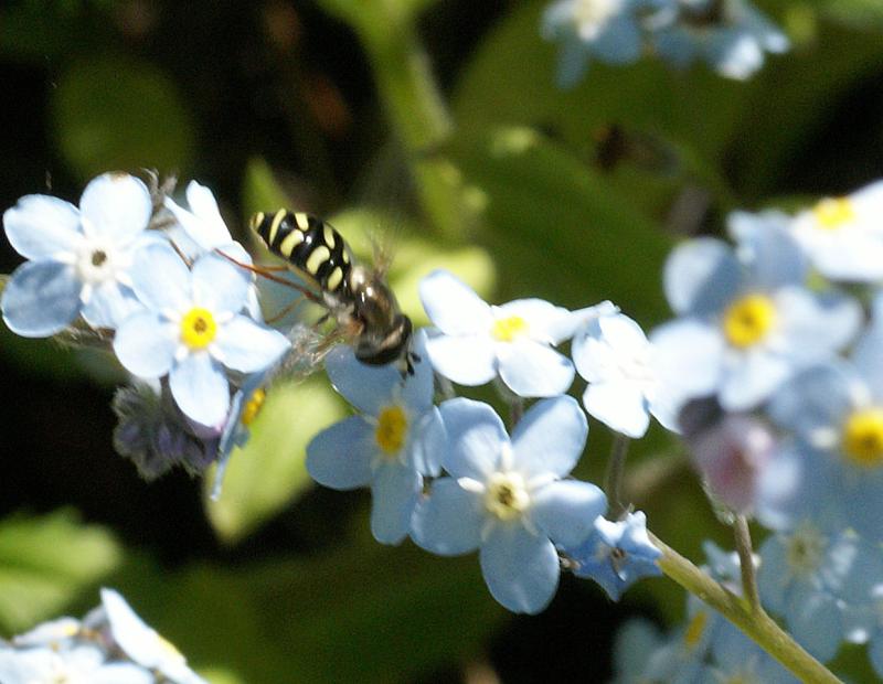randomBee