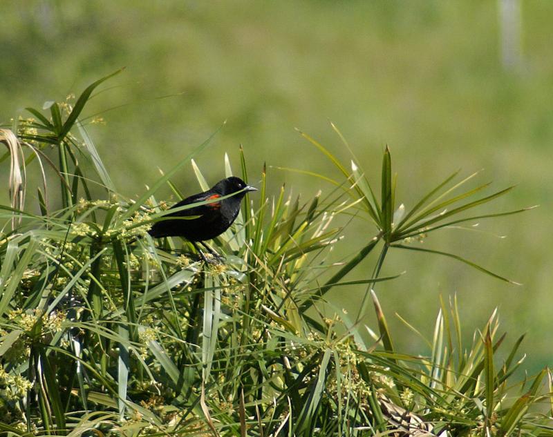 randomRed-Winged Blackbird
