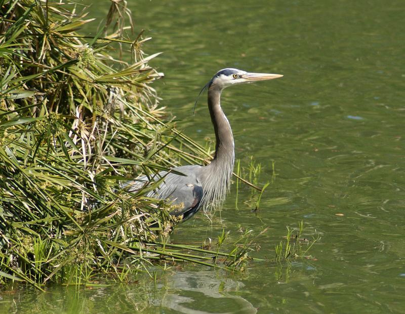 randomGreat Blue Heron