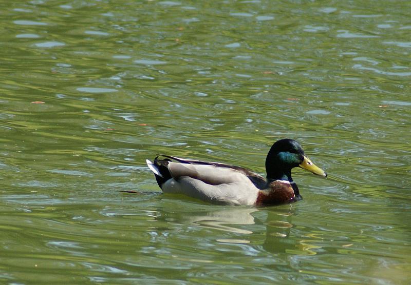 randomGolden Gate Park