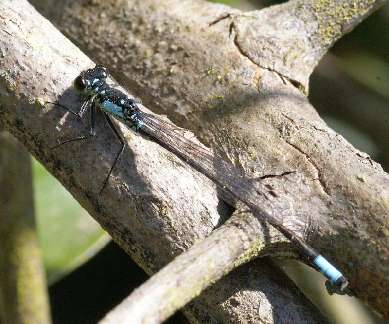 randomDragonfly