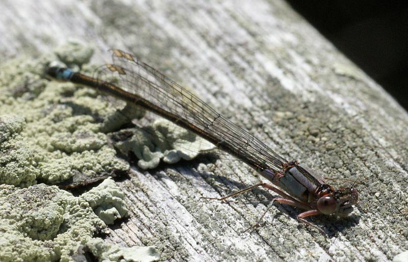 randomDragonfly