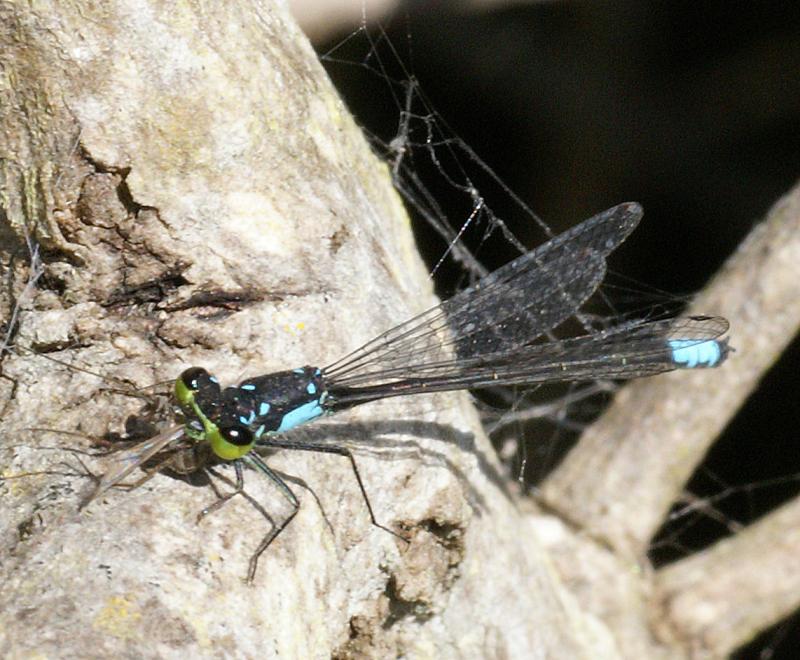 randomDragonfly