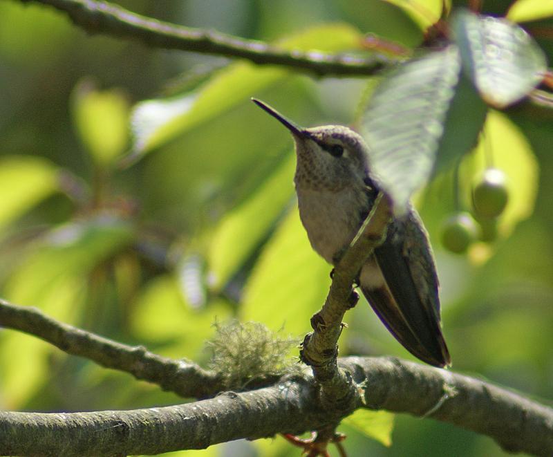 randomBlack-Chinned Hummingbird