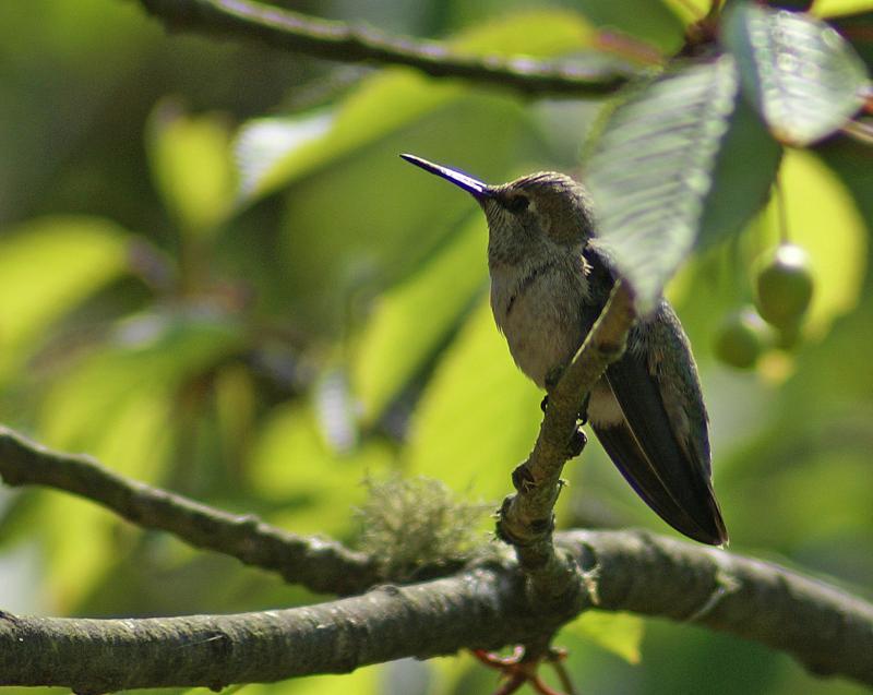 randomBlack-Chinned Hummingbird