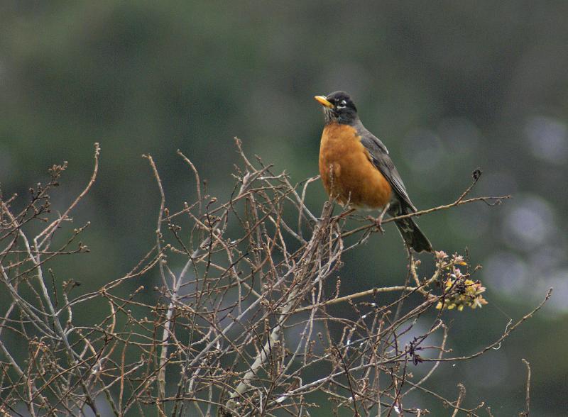 randomAmerican Robin