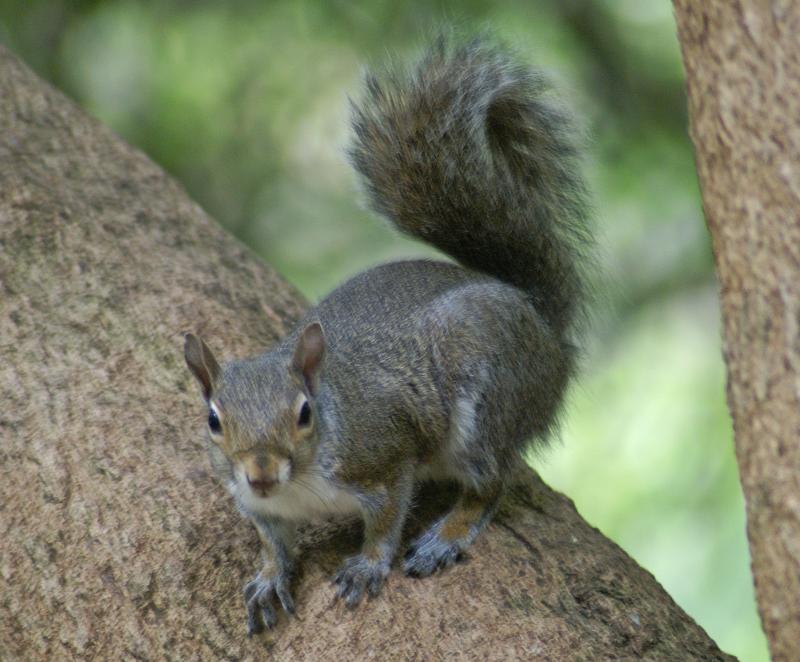 randomGray Squirrel