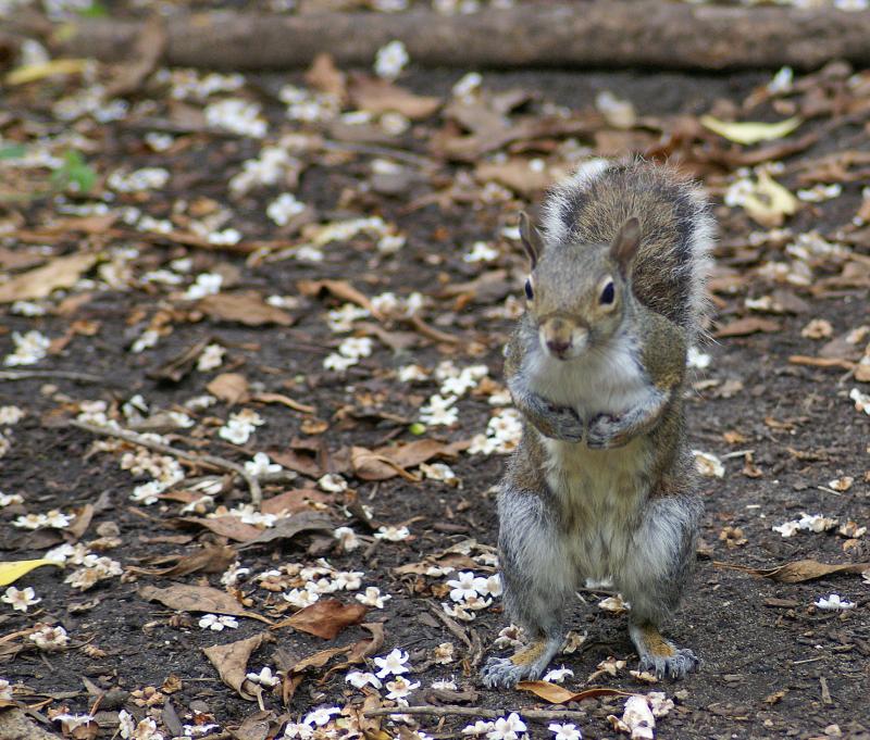 randomGray Squirrel