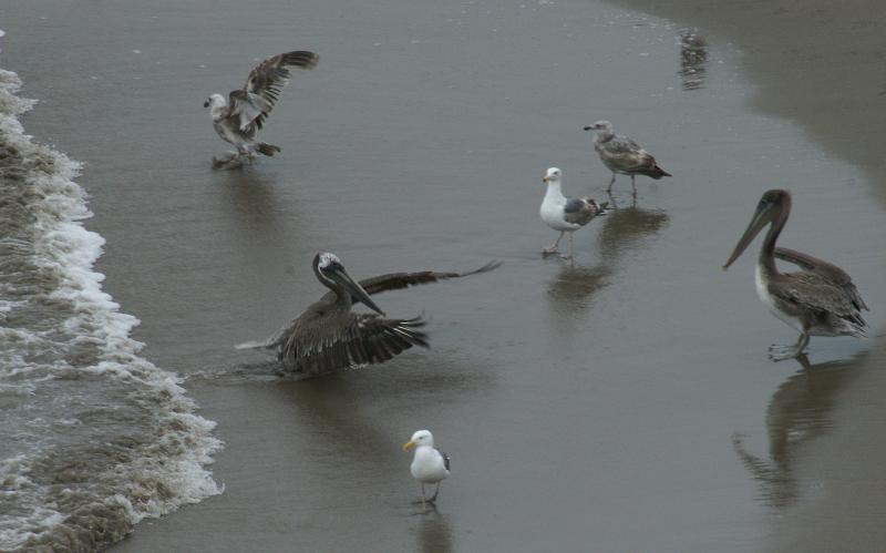 randomBrown Pelican