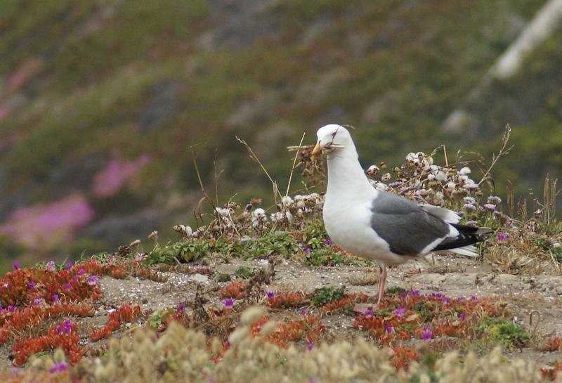 randomWestern Gull
