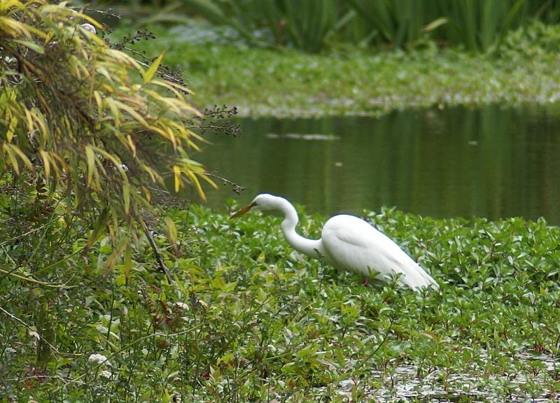 randomGreat Egret