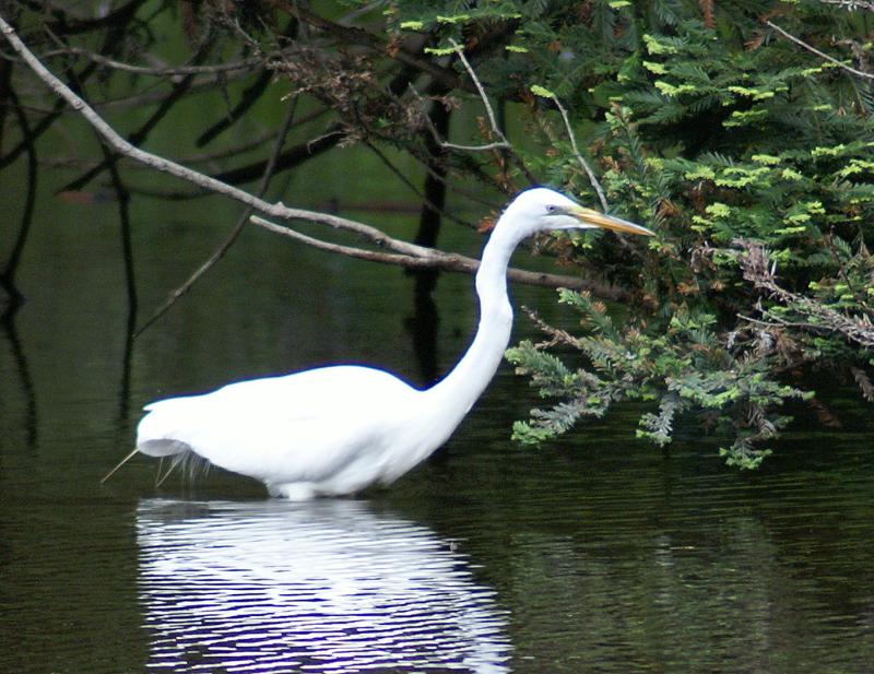 randomGreat Egret