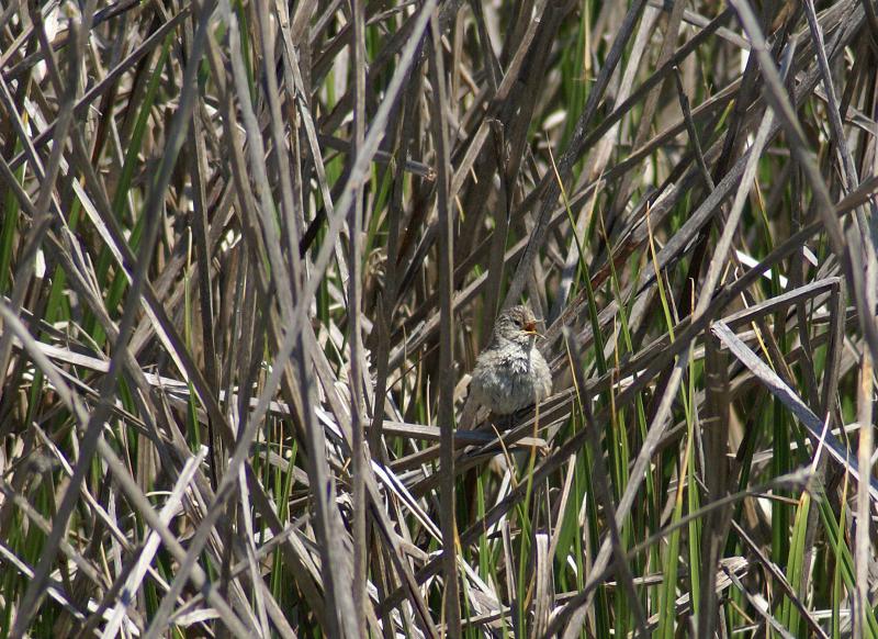 randomMarsh Wren