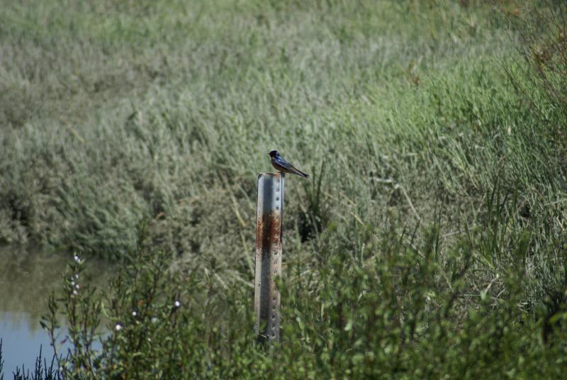 randomDon Edwards Refuge