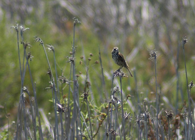 randomSavannah Sparrow