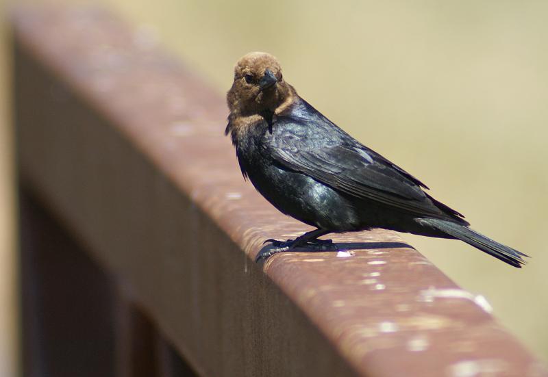 randomBrown Headed Cowbird