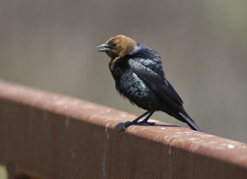 randomDon Edwards Refuge