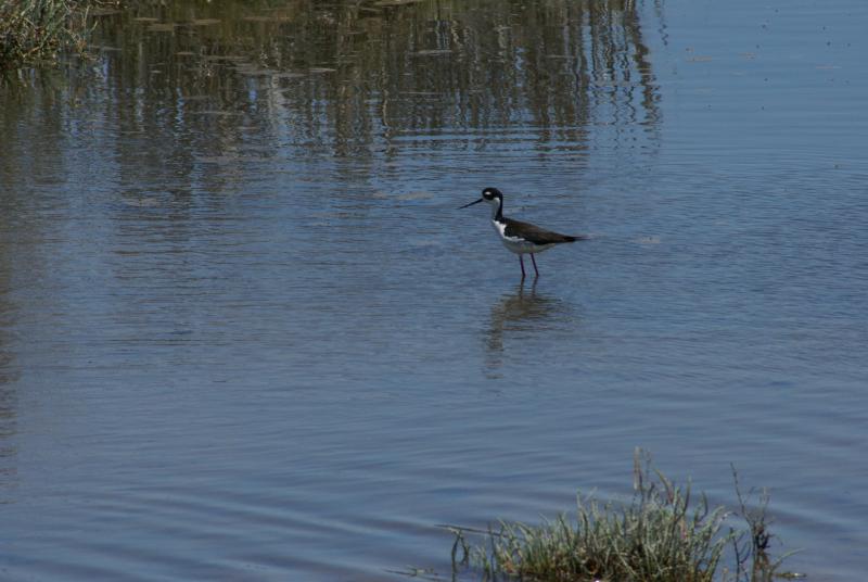 randomDon Edwards Refuge