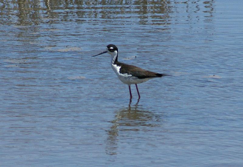 randomBlack-Necked Stilt