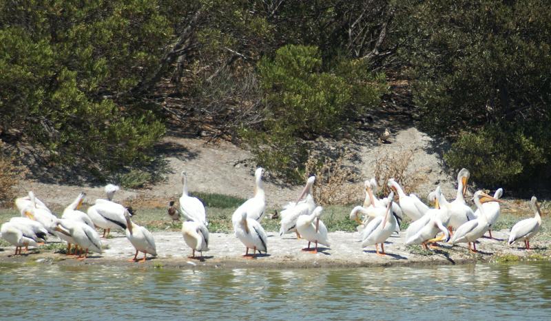 randomAmerican White Pelican