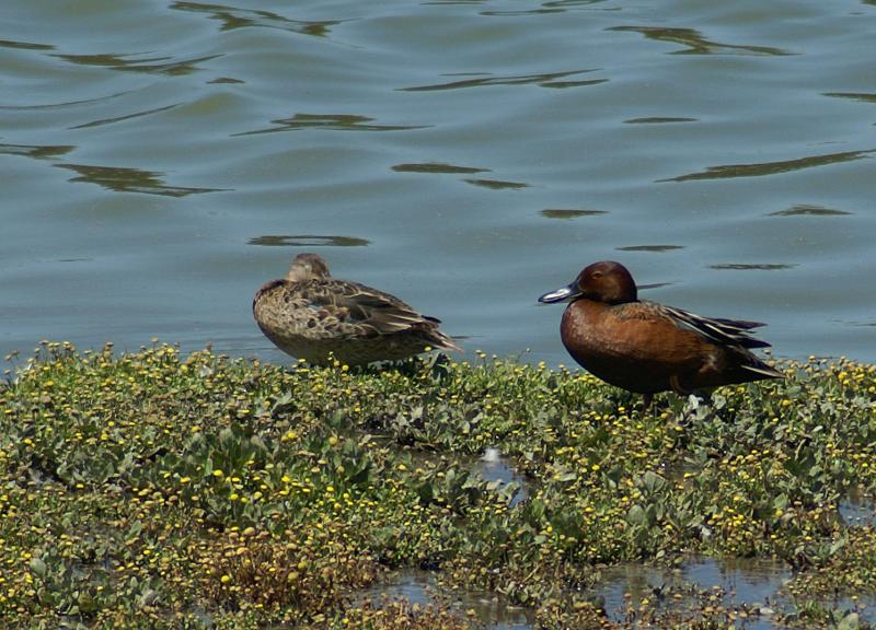 randomCinnamon Teal