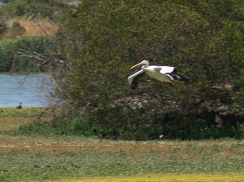 randomAmerican White Pelican
