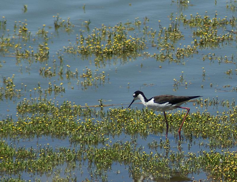 randomBlack-Necked Stilt
