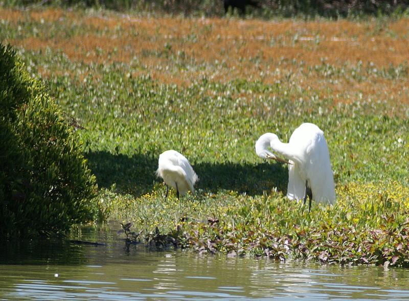 randomGreat Egret