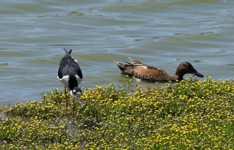 randomBlack-Necked Stilt