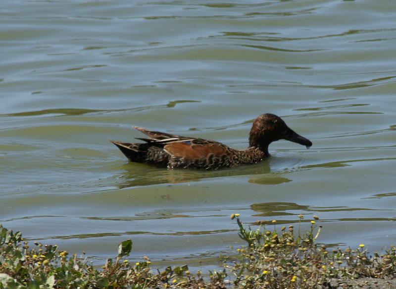 randomCinnamon Teal